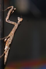 Earth creatures that naturally experience biodiversity are amazing as well as amazing.The symbol of that uniqueness is this animal community