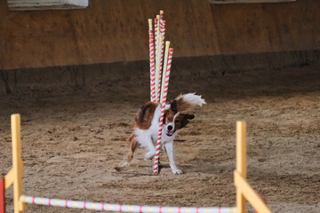 Border collie of red and white color overcomes slalom with several vertical sticks sticking out of sand. Smartest breed in the world. Agility competitions, sports with dog. Future winner and champion.