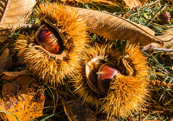 Kastanien / Kerschten / Maronen in der Schale / Close up