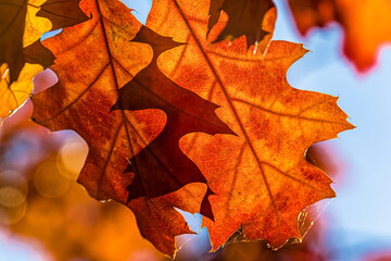 Herbstlaub / Eiche im Gegenlicht