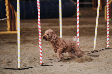 Red toy poodle overcomes slalom with several vertical sticks sticking out of sand. Agility competitions, sports with dog. Future winner and champion.
