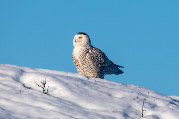 Snowy Owl - Snow Covered Dune