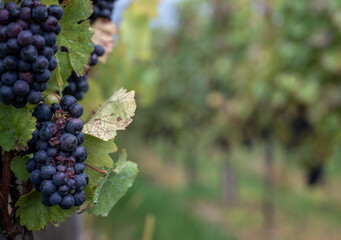 GRAPES IN THE VINEYARD