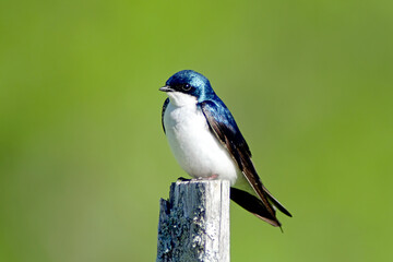 Tree Swallow - Perched