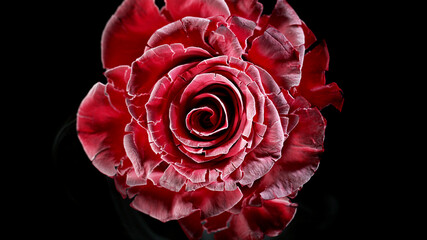Naklejka premium Isolated frost rose blossom on black background