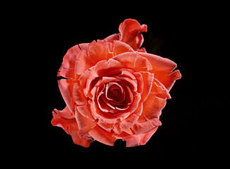 Isolated frost rose blossom on black background