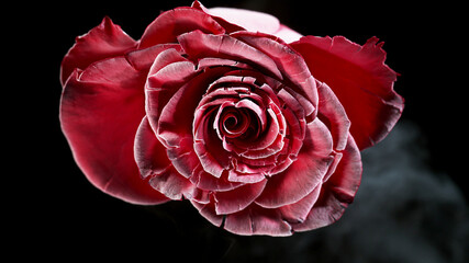 Isolated frost rose blossom on black background