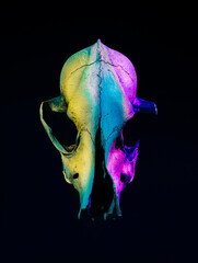 Fluorescent animal skull head isolated on a dark black background. Spooky and scary seasonal art....