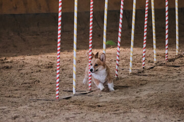 Red Welsh corgi Pembroke overcomes slalom with several vertical sticks sticking out of the sand. Agility competitions, sports with dog. Future winner and champion.