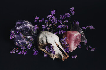 Animal skull with mineral stones, crystals and purple flowers on dark black background. Fear, death...