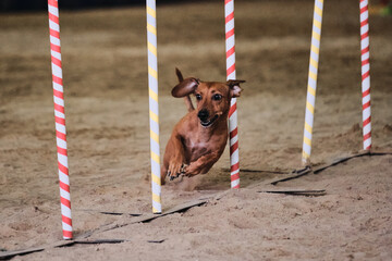 Dwarf red smooth haired dachshund overcomes slalom with several vertical sticks sticking out of the...