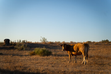 Brown cow looking at the camera in an open field at sunrise in Extremadura