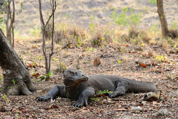 Alarmed Komodo dragon