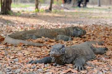 Komodo dragon couple