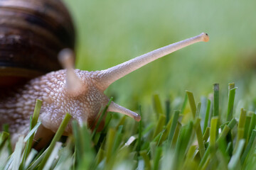 snail walking on the grass