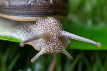 snail walking on the grass