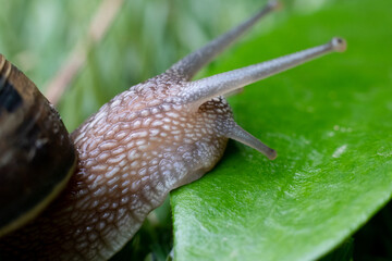 snail walking on the grass