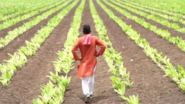 Young indian farmer standing at green turmeric agriculture field.