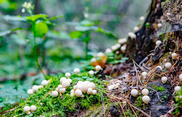 Russian forest. Mushroom place.