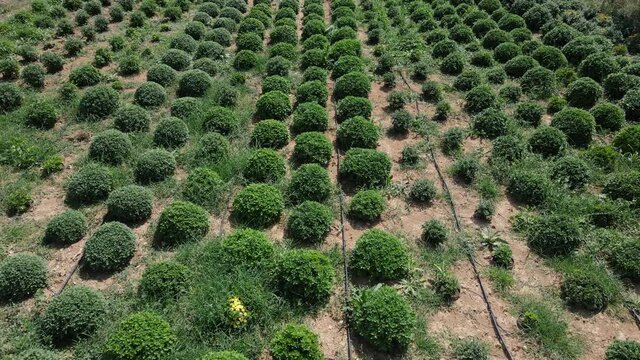 large farm growing chrysanthemums from a drone