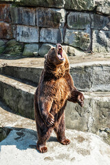 An angry, ferocious brown bear roaring with its mouth open against a background of rocks, close-up