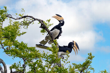 Male and Female Malabar pied hornbills perched on top of a tree in Yala National Park in Sri Lanka