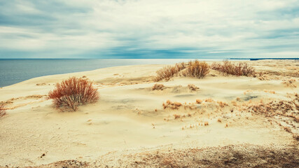 Sand dunes of the Curonian Spit, overgrown with bushes, on the shore of the Curonian Bay