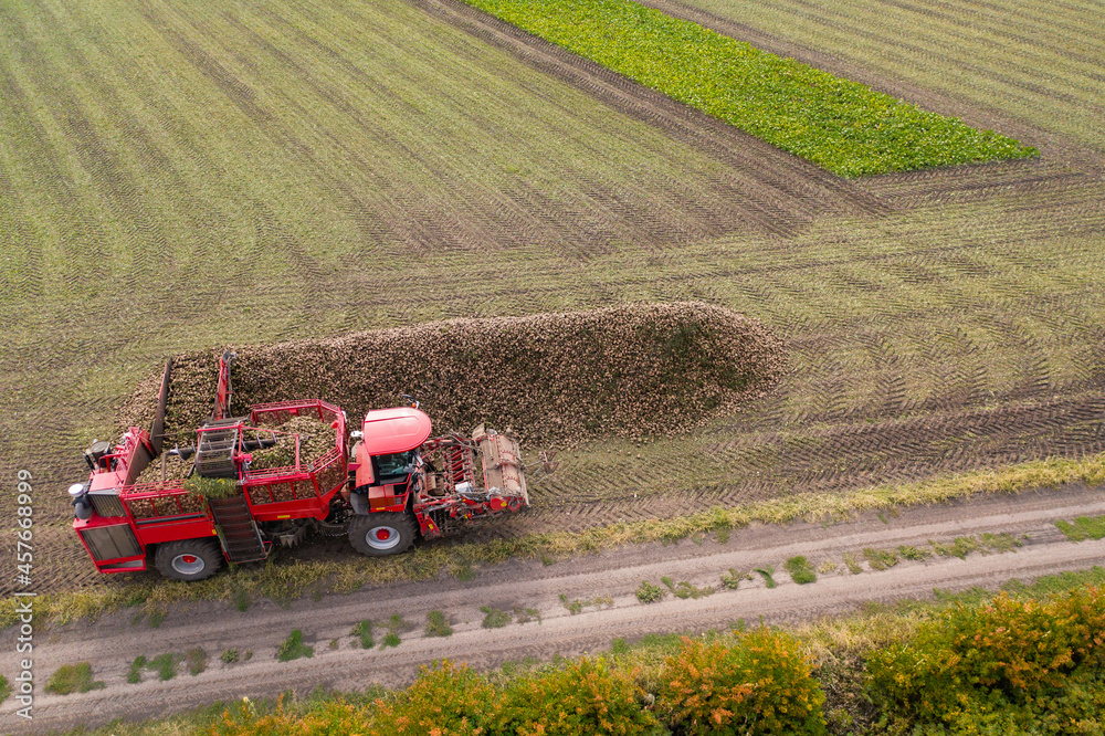 Poster combine harvester pours the harvest of sugar beet into a heap on the field. aerial view