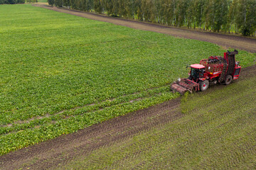 Fototapeta premium Combine harvester harvests sugar beet on the field. Aerial view 