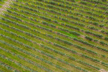 Aerial view of the apple orchard	