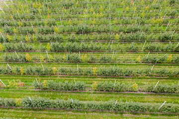 Aerial view of the apple orchard	