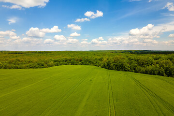 Aerial landscape view of green cultivated agricultural fields with growing crops on bright summer day.