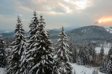 Aerial winter landscape with spruse trees of snow covered forest in cold mountains in the evening.