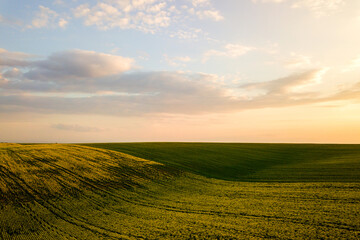 Fototapeta premium Aerial view of bright green agricultural farm field with growing rapeseed plants at sunset.