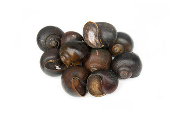 Close up shell snail, large freshwater snail isolated on white background.Pila ampullacea,apple snail, genus Pila