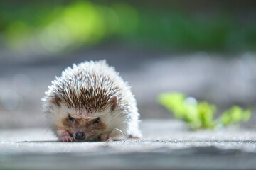 Small african hedgehog pet on green grass outdoors on summer day. Keeping domestic animals and caring for pets concept.