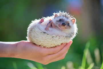Human hands holding little african hedgehog pet outdoors on summer day. Keeping domestic animals and caring for pets concept.