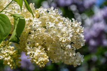 Blooming yellow lilac Primrose Syringa vulgaris in garden