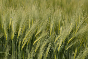 Rye, oats, wheat, Secale cereale, Avena, Triticum in an agricultural field, farmland, green cereal, rural landscape, vegan food, healthy food, beautiful grain ears