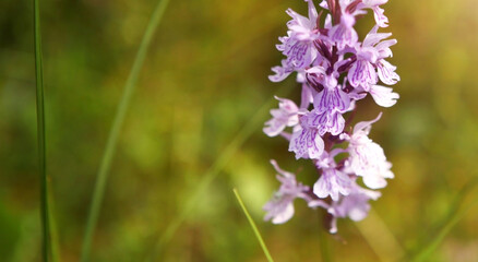 Purple flower on a background of natural vegetation, macro.
