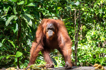 Tanjung Puting National Park, Kalimantan, Indonesia : Semi-wild orang-utan on feeding platfrom in Tanjung Puting National Park, famous for its orang-utan rehabilitation centre. © Paul