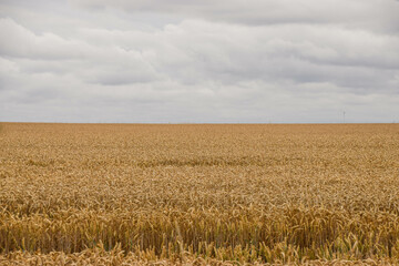 A wheat field in Cambridgeshire, United Kingdom.