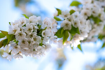Fruit tree twigs with blooming white and pink petal flowers in spring garden.