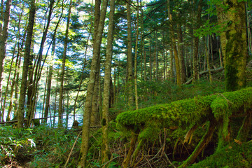 Japan Nagano Yatsugatake forest and moss