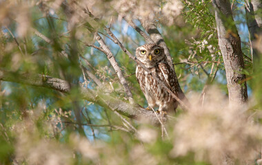 Athene noctua, Little Owl perched in a tree