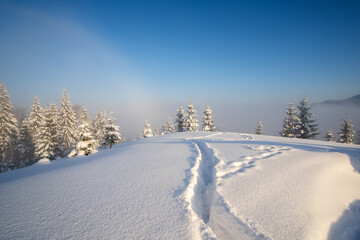 Obraz premium Moody landscape with footpath tracks and dark bare trees covered with fresh fallen snow in winter mountain forest on cold misty morning.