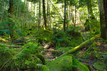 Japan Nagano Yatsugatake forest and moss