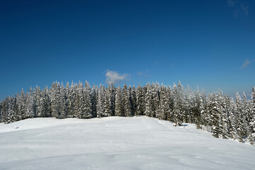 Pine trees covered with fresh fallen snow in winter mountain forest on cold bright day.