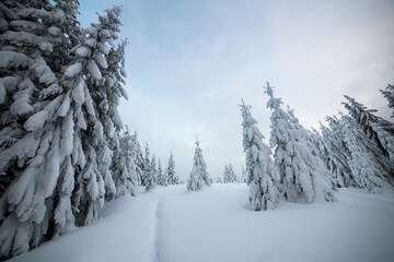 Moody winter landscape with spruce forest cowered with white snow in cold frozen mountains.