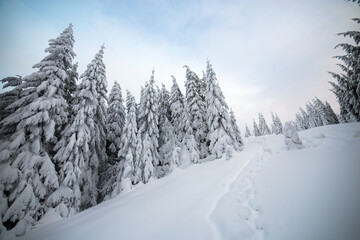 Moody winter landscape of spruce woods cowered with deep white snow in cold frozen mountains.